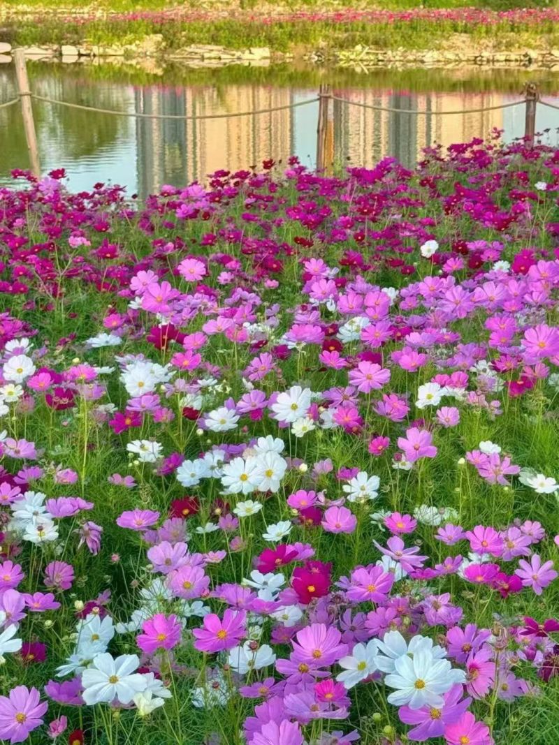 波斯菊种子，格桑花种子，七彩四季开花室外易活野花组合花卉