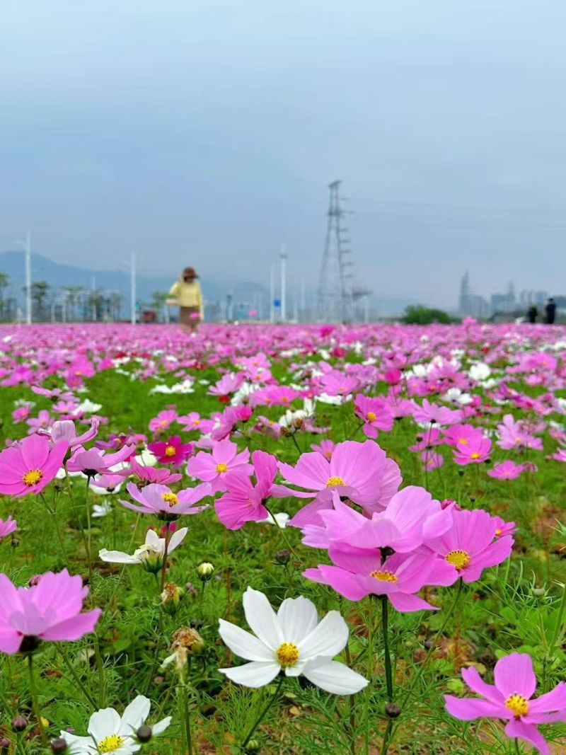 波斯菊种子，格桑花种子，七彩四季开花室外易活野花组合花卉