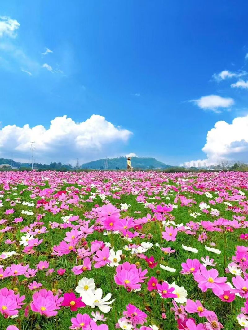波斯菊种子，格桑花种子，七彩花种四季开花易活花籽庭院室外