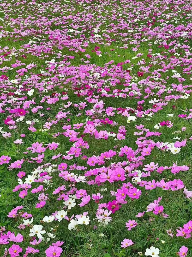 波斯菊种子，格桑花种子，七彩花种四季开花易活花籽庭院室外
