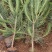 黑松苗/黑松苗\黑松小苗\黑松价格\黑松批发\黑松价格