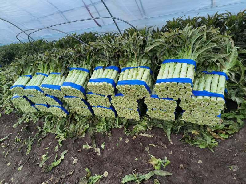 红叶紫莴苣1.5～2.5斤一手货源全国代发