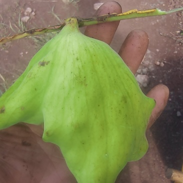 新鲜五倍蚜虫所需
