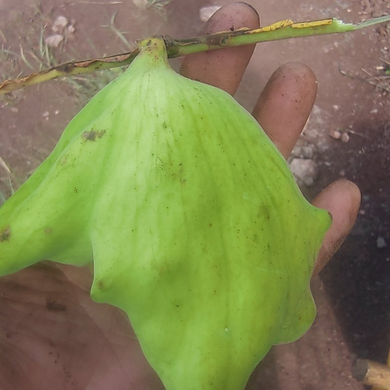 新鲜五倍蚜虫所需