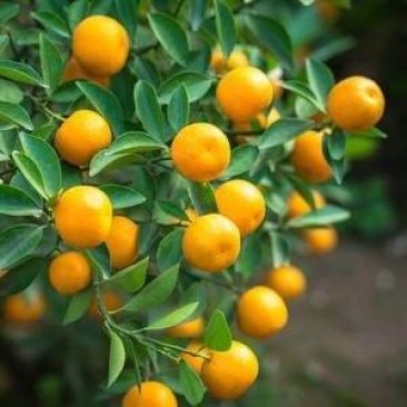 蜜橘,特早,普早,晚熟,椪柑,柚子等。