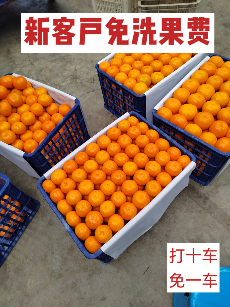 蜜橘，特早，普早，晚熟，椪柑，柚子等。
