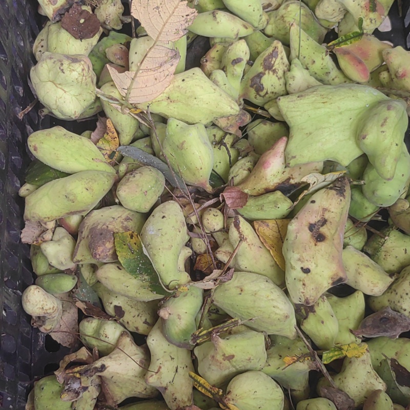 新鲜五倍蚜虫所需