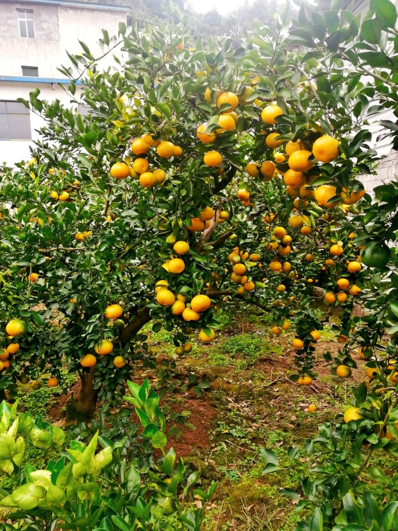 蜜橘，特早，普早，晚熟，椪柑，柚子等。