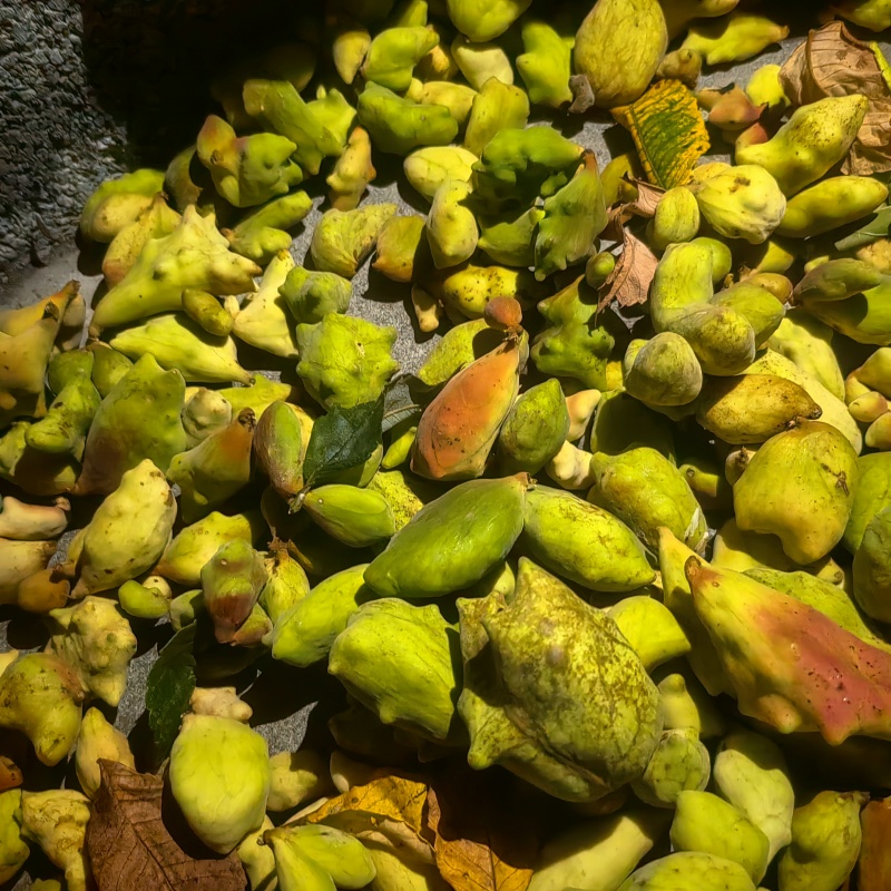 新鲜五倍蚜虫所需