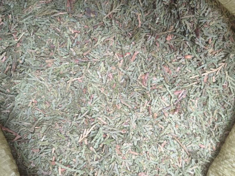 侧柏叶，精品侧柏叶，产地直销，一手货源，