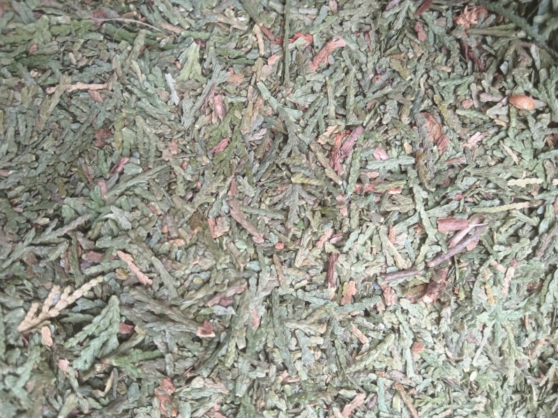 侧柏叶，精品侧柏叶，产地直销，一手货源，