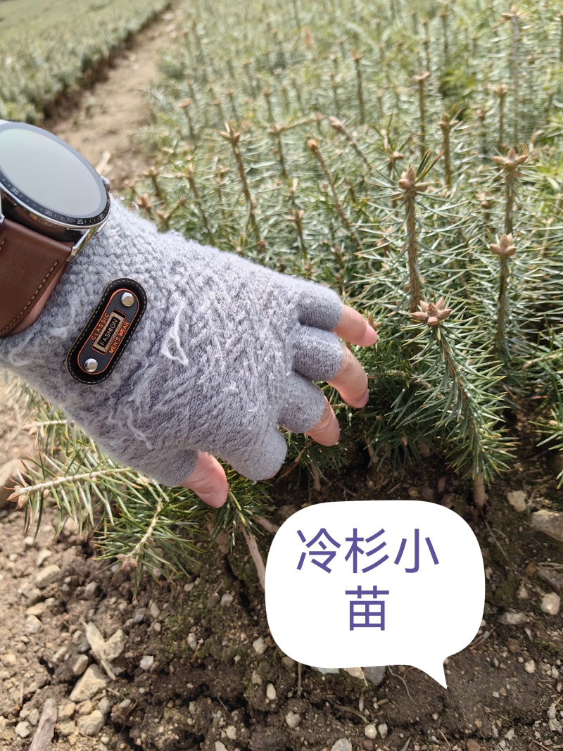 东北冷杉沙松高度15公分到50公分，高耐寒品质好，成活率
