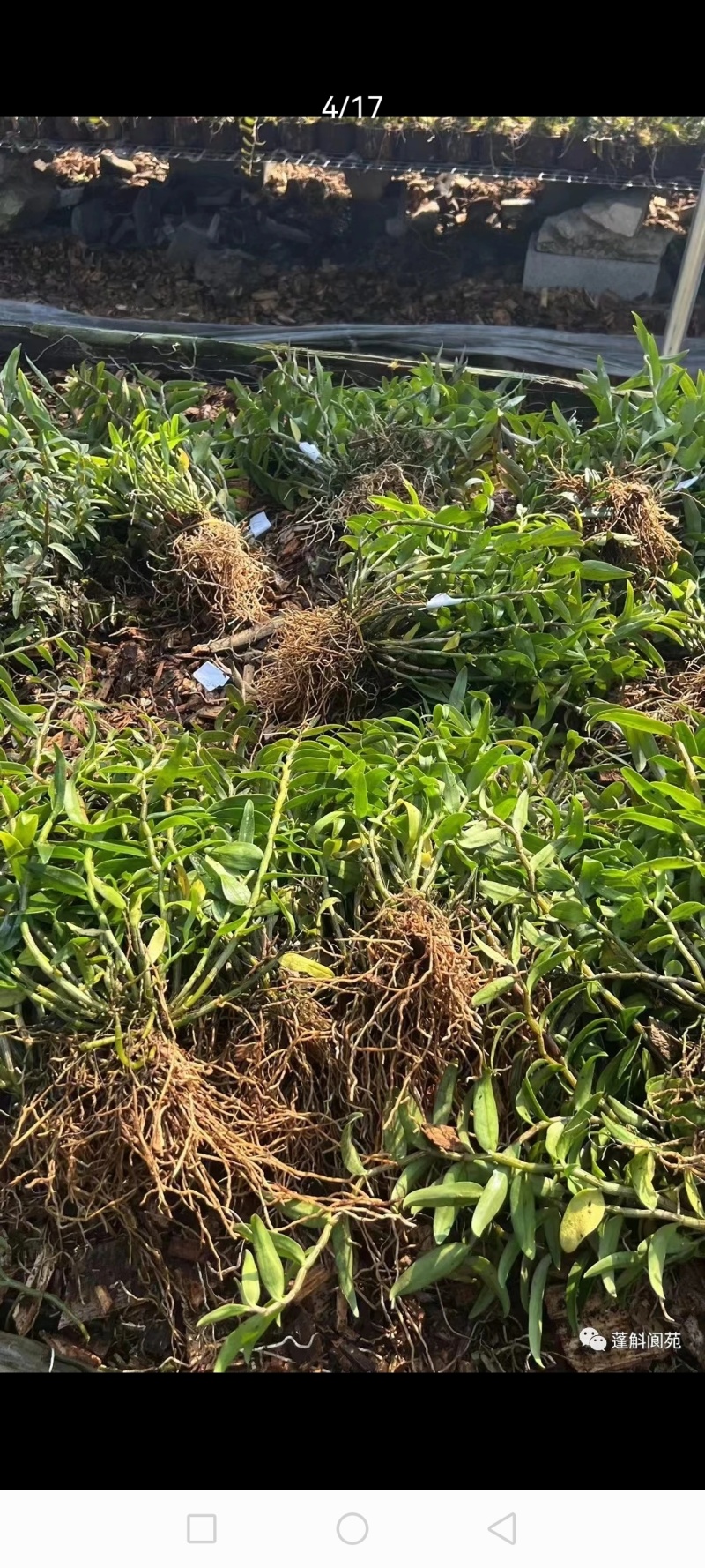 精选铁皮石斛带根出售基地重建处理三年铁皮石斛大苗