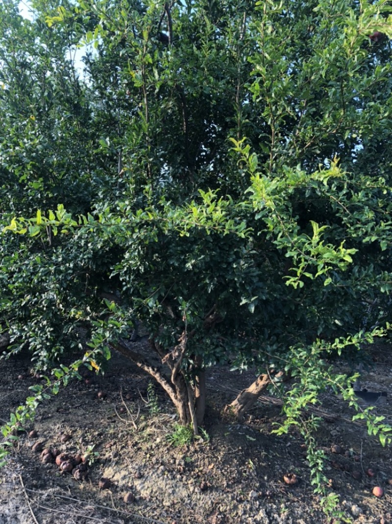 果石榴