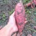 四川蜜薯红薯烟薯25大量出货基地直发无代办