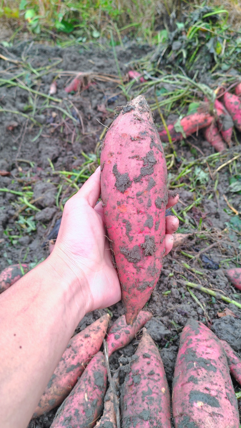 四川蜜薯红薯烟薯25大量出货基地直发无代办
