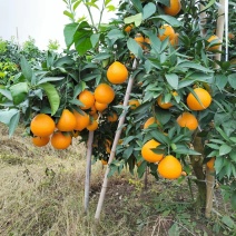 芦柑大棚果贮存果口感甜甜的大量上市