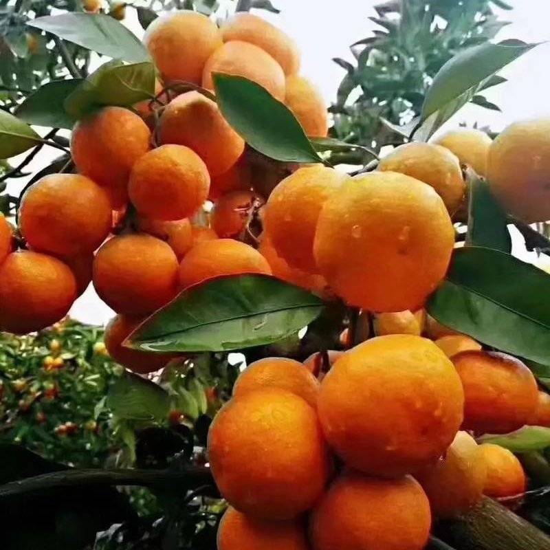 蜜橘，特早，普早，晚熟，叶桔，柚子等