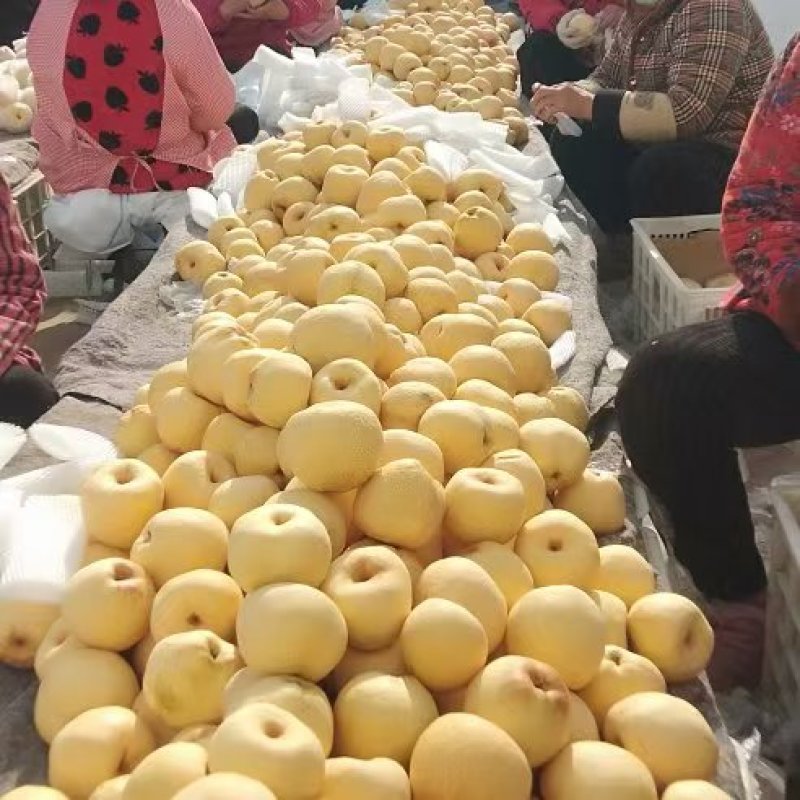 砀山特产酥梨，大量上市，一手货源