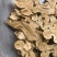 白术新货白术两年白术《聚源药业专注批发零售中药材