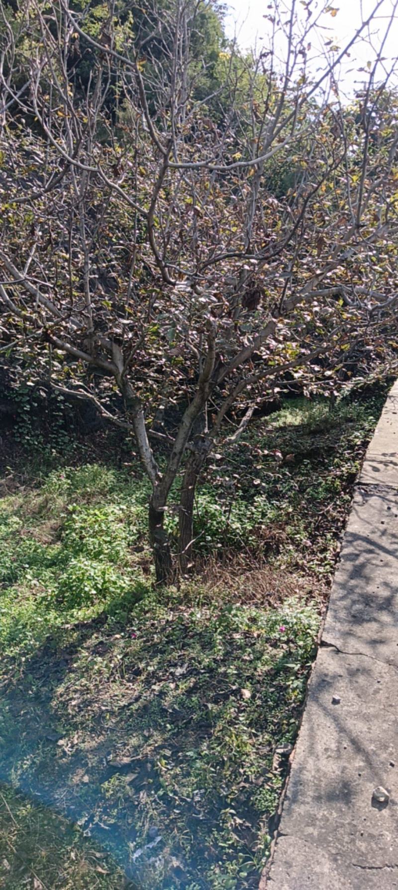 核桃树