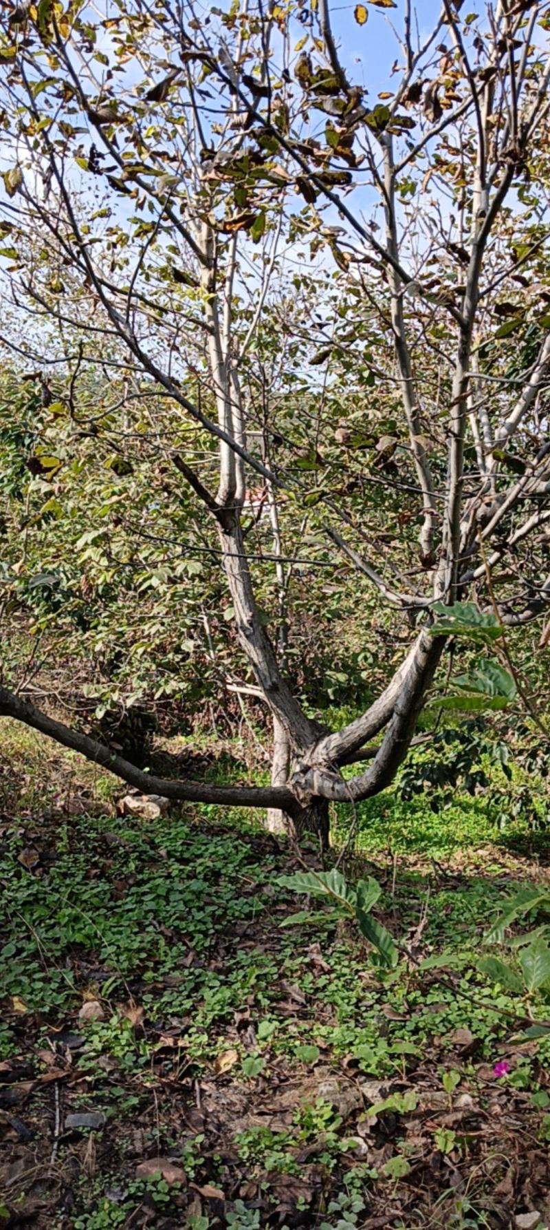 核桃树