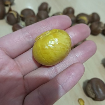 自家板栗