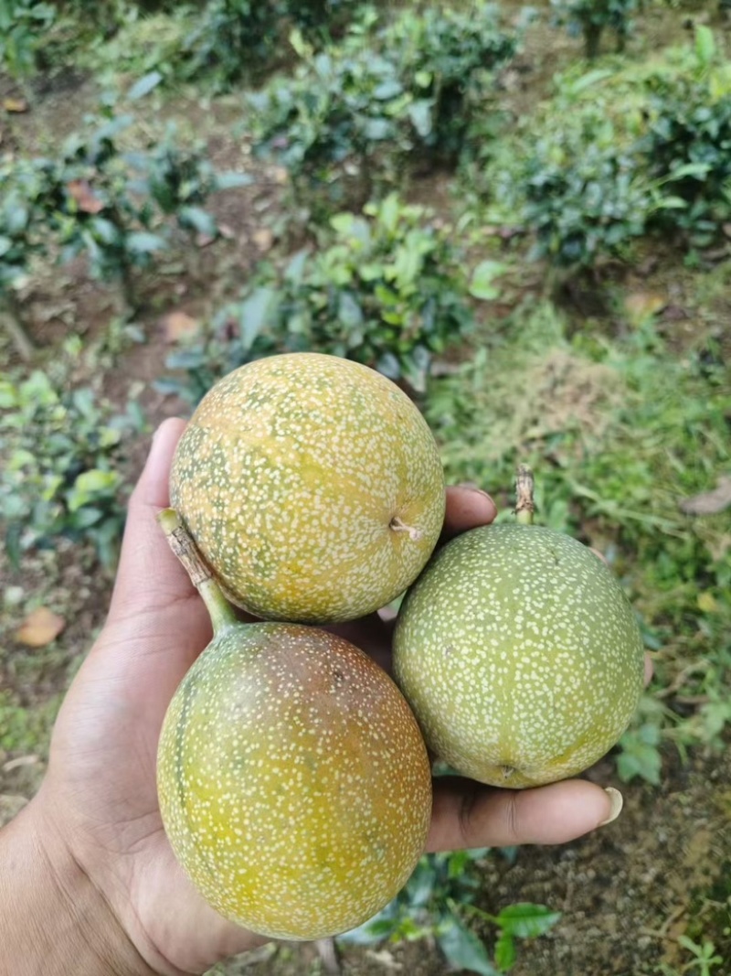 热情果