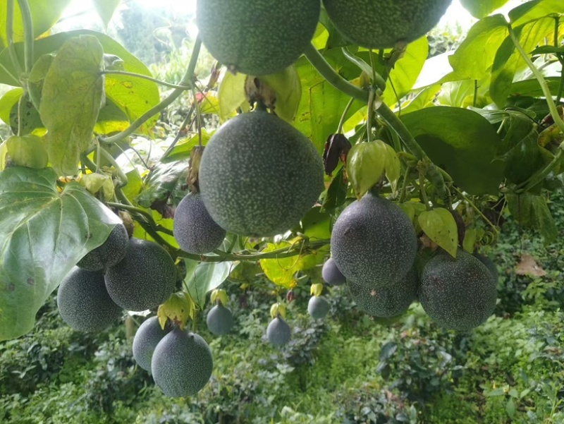 热情果