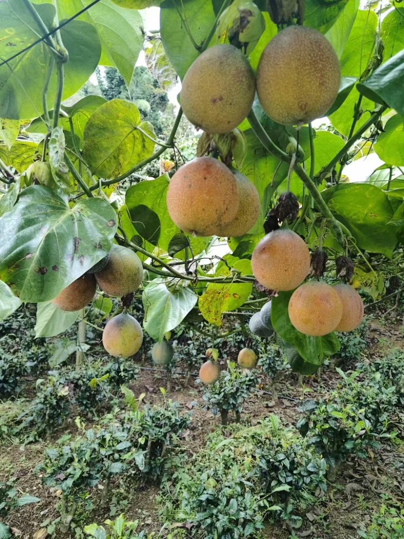 热情果