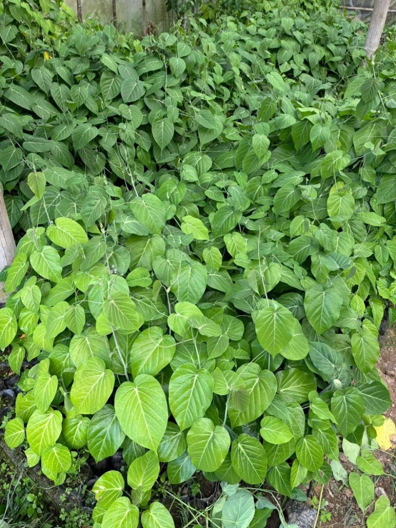 热情果