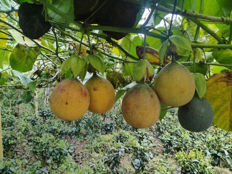 热情果