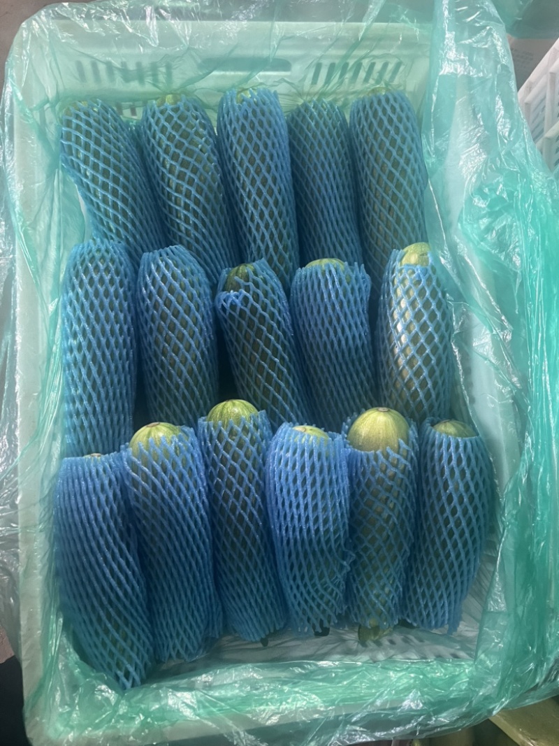 江苏连云港精品西葫芦，大量供应电商、批发市场