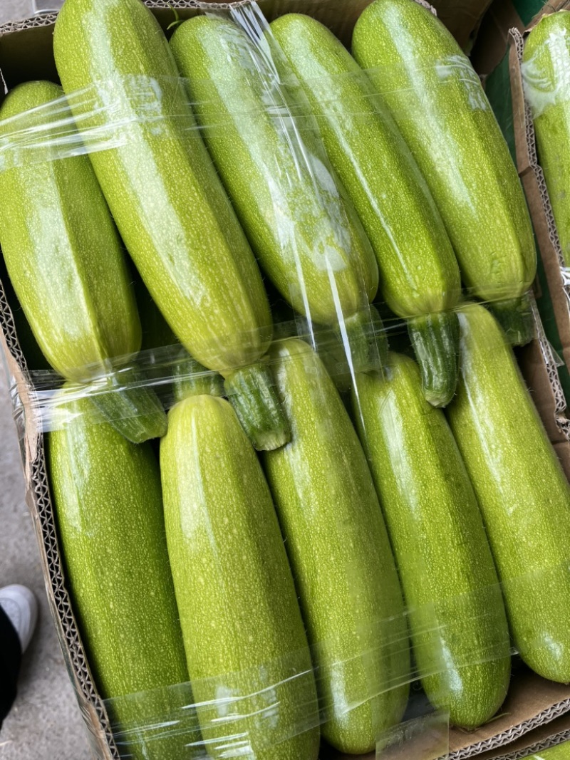 江苏连云港精品西葫芦，大量供应电商、批发市场