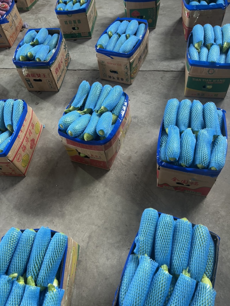 江苏连云港精品西葫芦，大量供应电商、批发市场