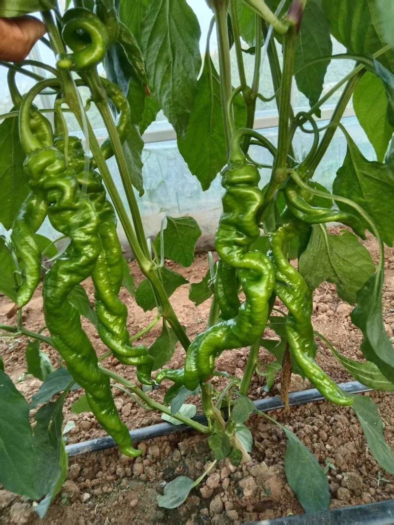 螺丝椒/大螺丝椒/黄皮尖椒/百亩基地大量有货/产地直供