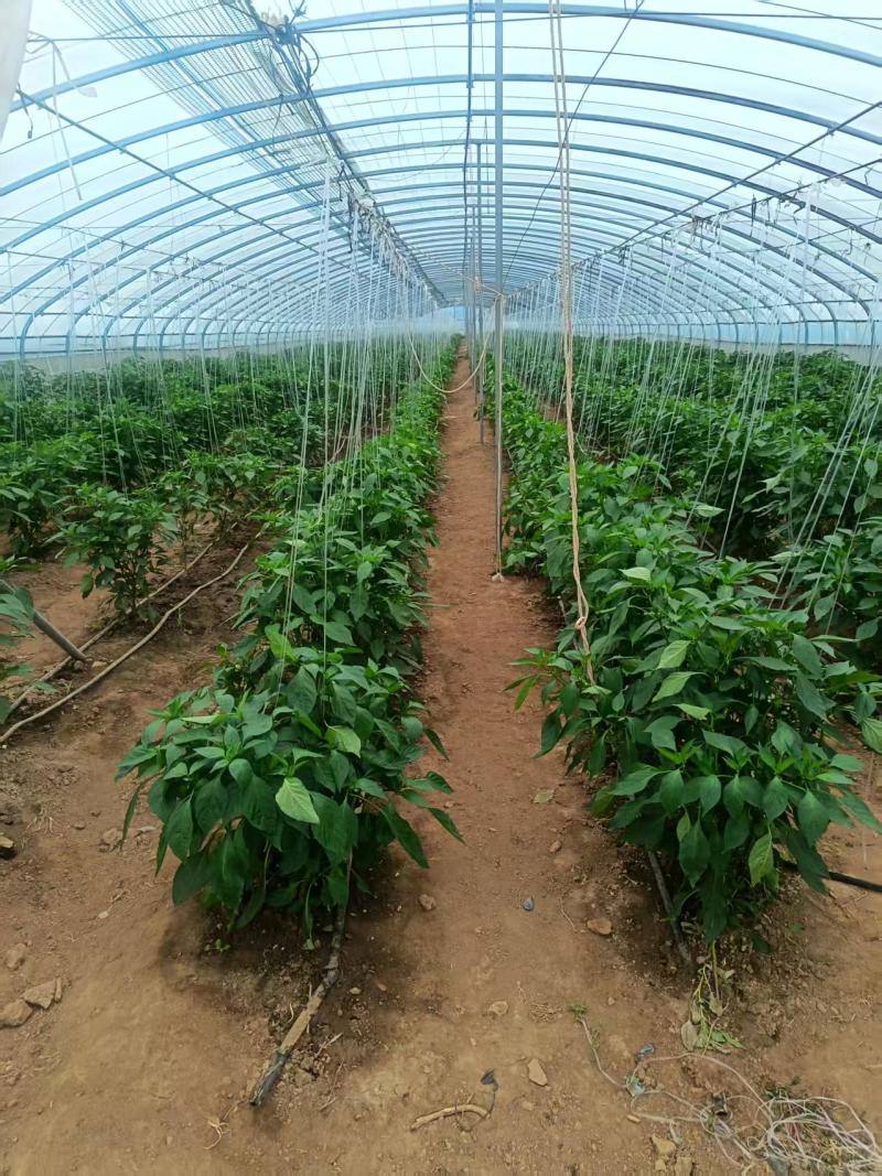 螺丝椒/大螺丝椒/黄皮尖椒/百亩基地大量有货/产地直供