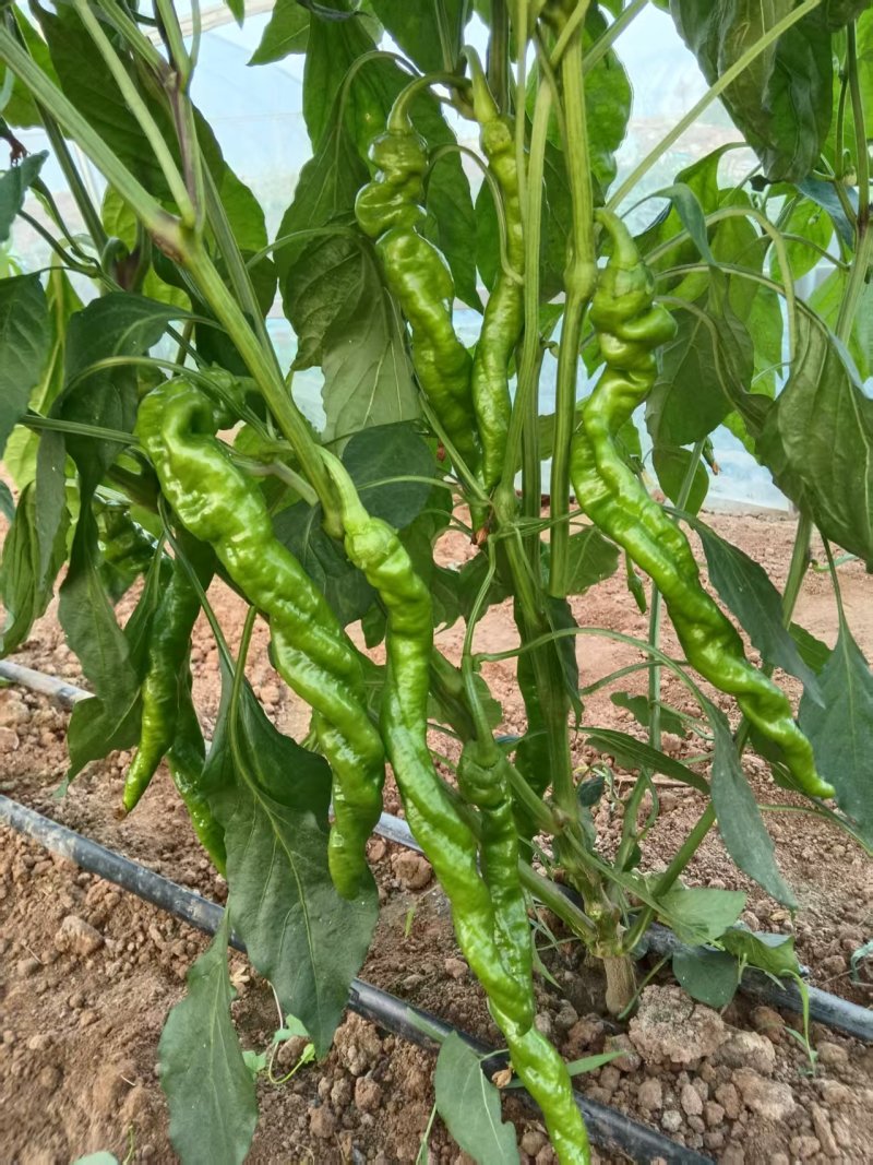 螺丝椒/大螺丝椒/黄皮尖椒/百亩基地大量有货/产地直供