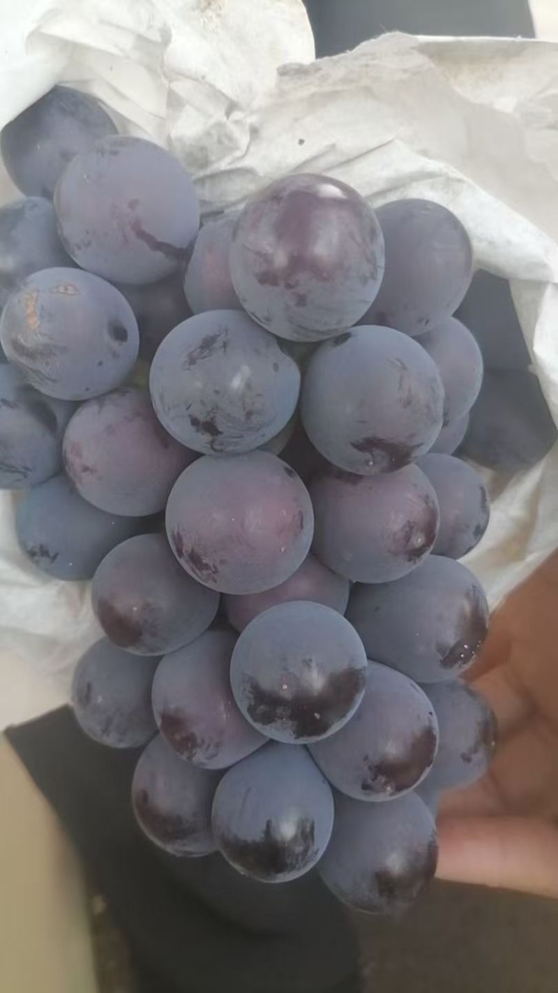 套袋巨峰精品货果粉漂亮口感甜大量现货供应