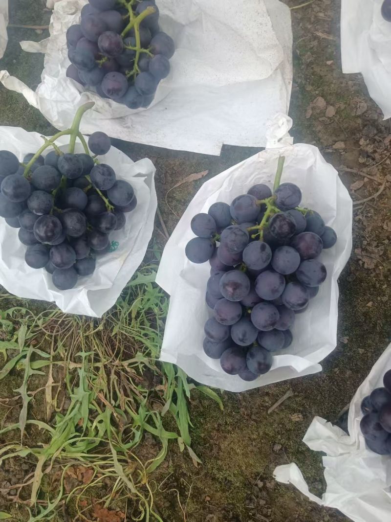 套袋巨峰精品货果粉漂亮口感甜大量现货供应