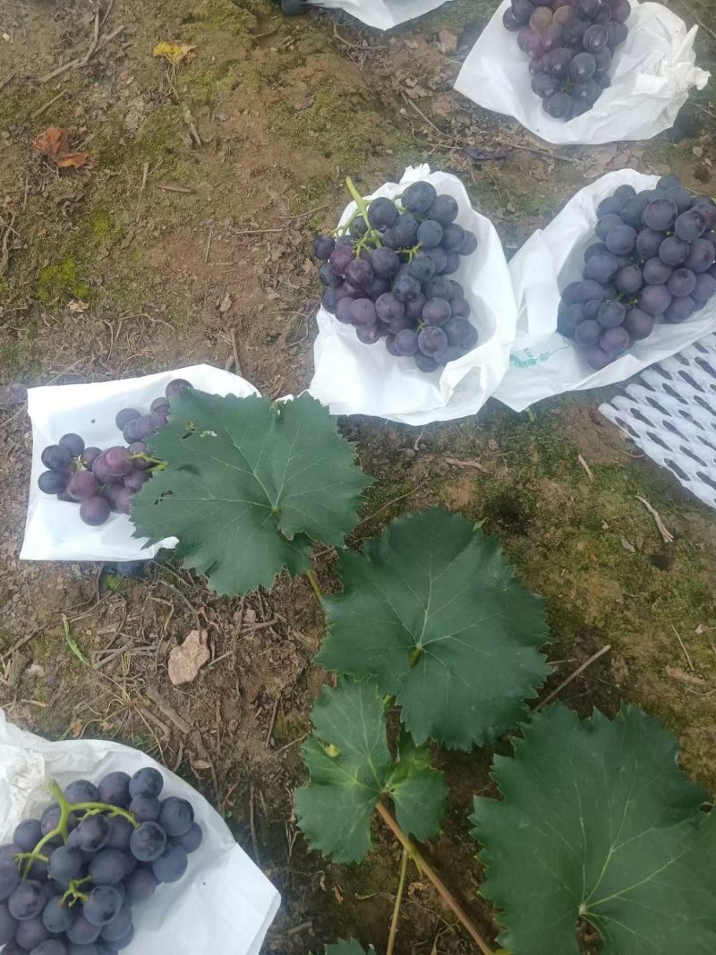套袋巨峰精品货果粉漂亮口感甜大量现货供应