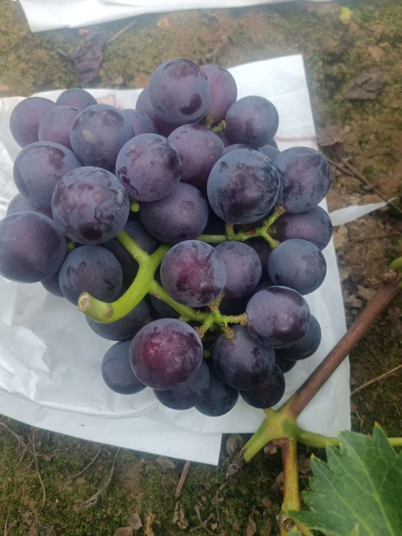 套袋巨峰精品货果粉漂亮口感甜大量现货供应