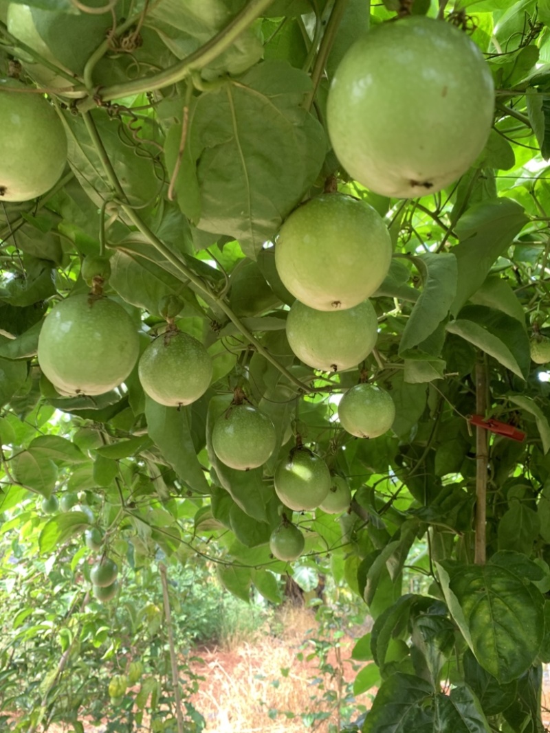 百香果/钦蜜九号百香果/广东湛江遂溪县百香果基地对接全国