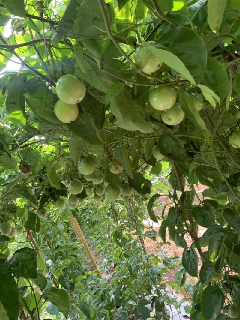 百香果/钦蜜九号百香果/广东湛江遂溪县百香果基地对接全国