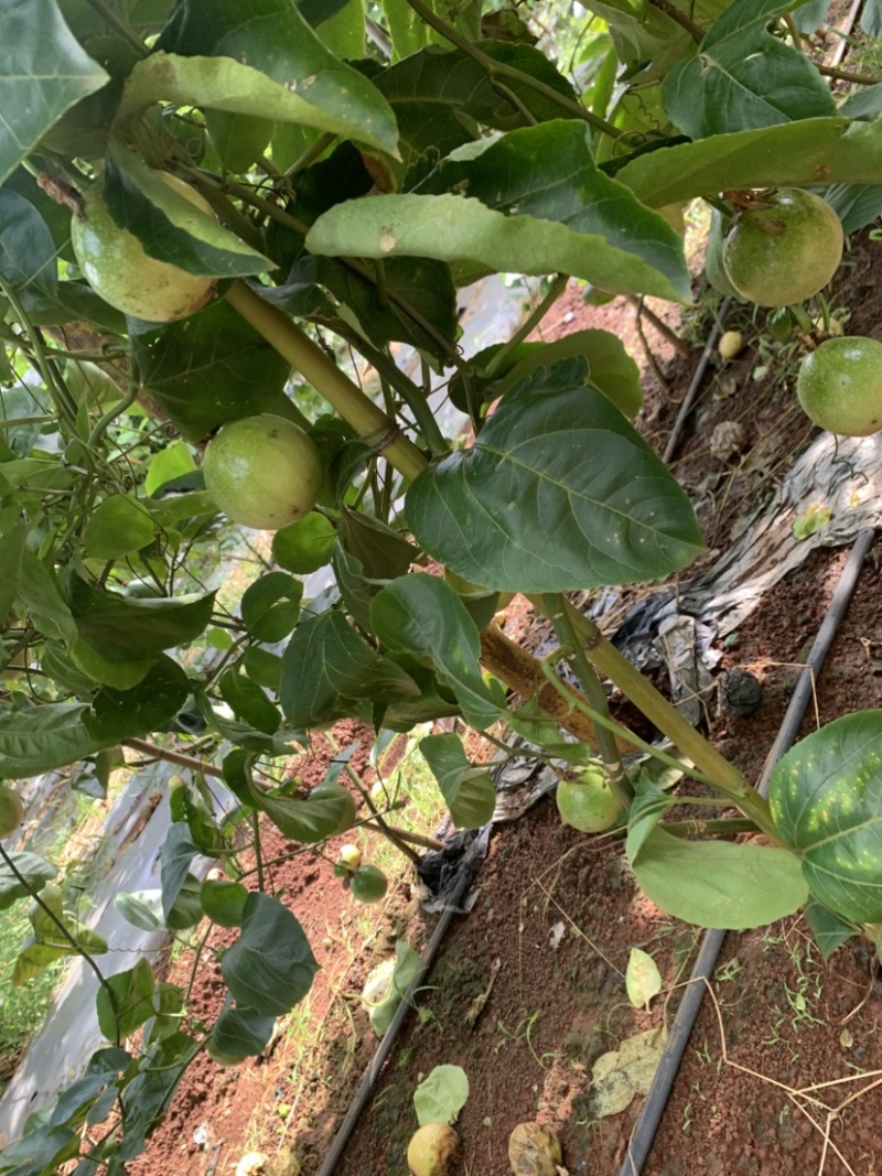 百香果/钦蜜九号百香果/广东湛江遂溪县百香果基地对接全国