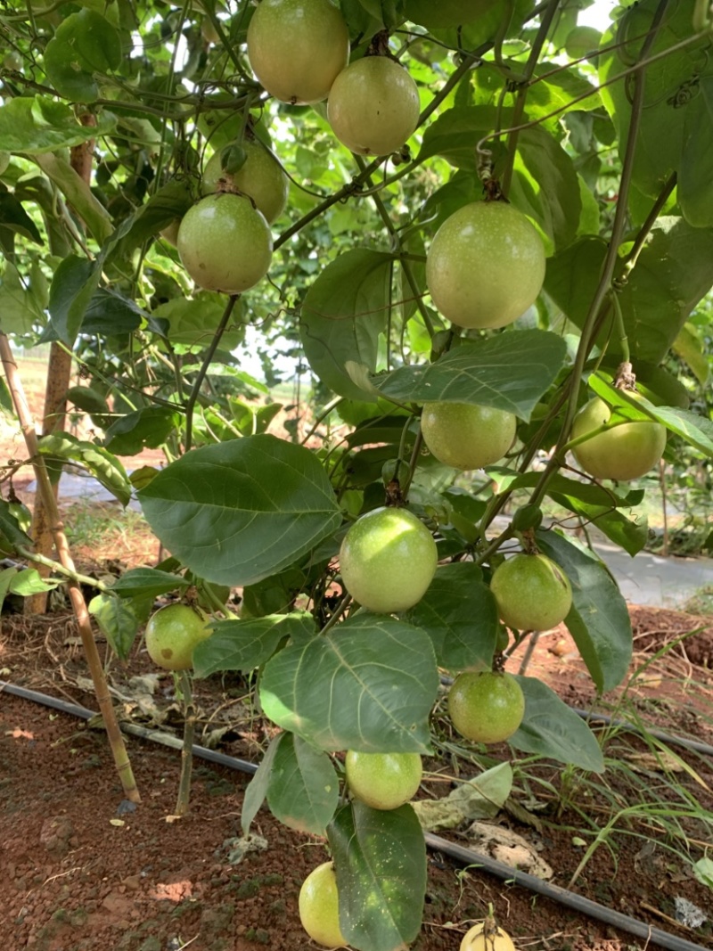 百香果/钦蜜九号百香果/广东湛江遂溪县百香果基地对接全国