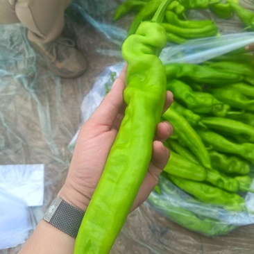 螺丝椒/黄皮尖椒/百亩基地种植/对接全国优质采购商