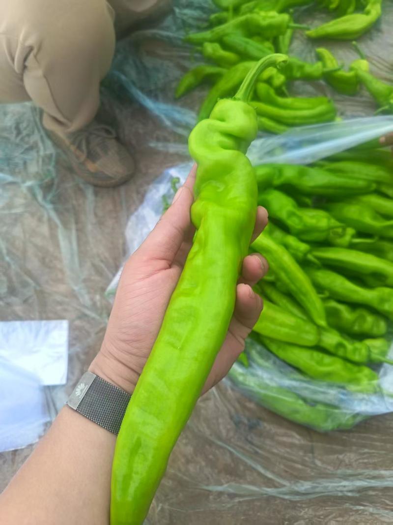 螺丝椒/黄皮尖椒/百亩基地种植/对接全国优质采购商