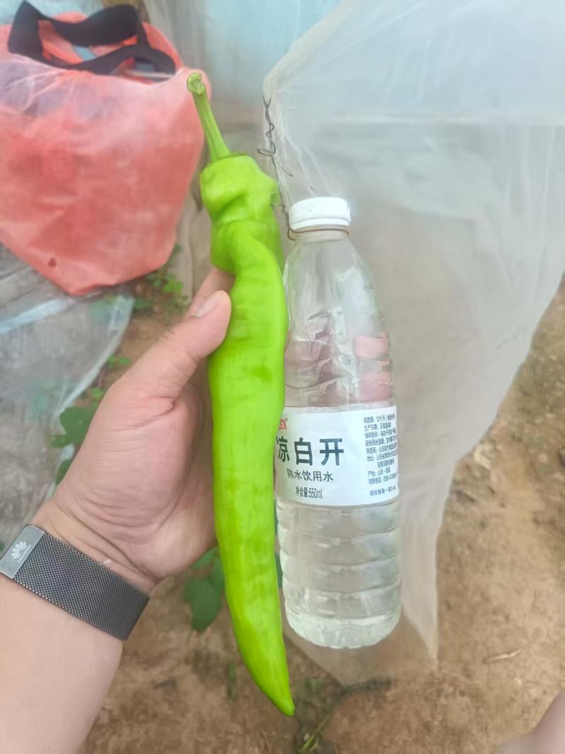 螺丝椒/黄皮尖椒/百亩基地种植/对接全国优质采购商