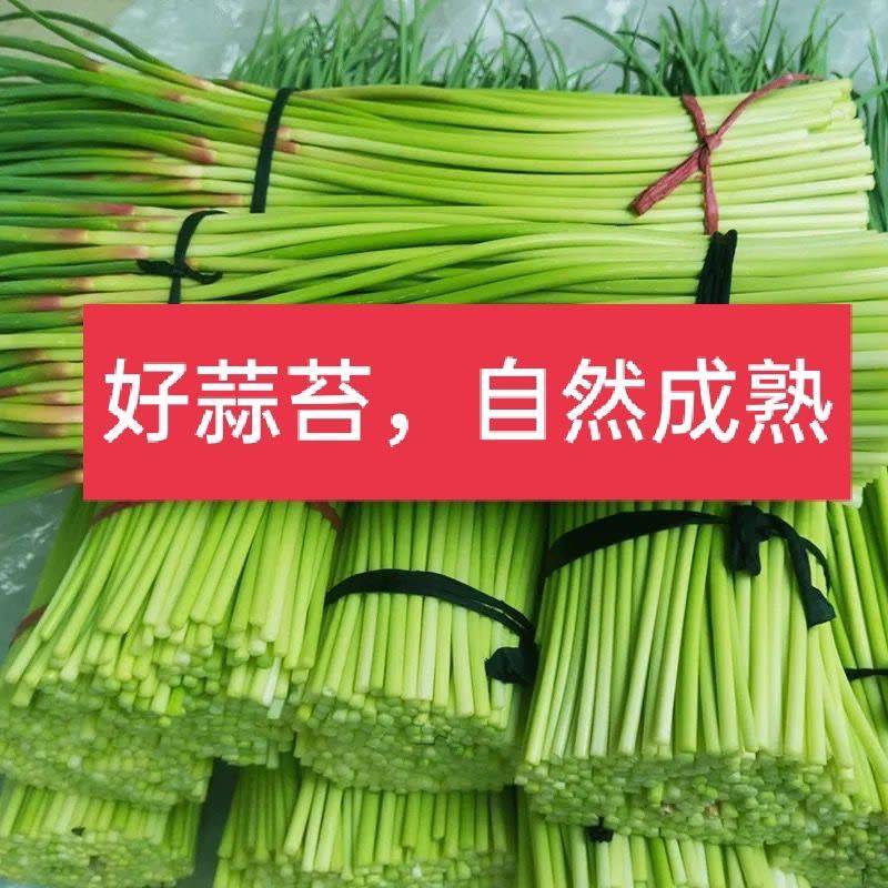河南通许基地蒜苔全年有货大量有货专业代办多年